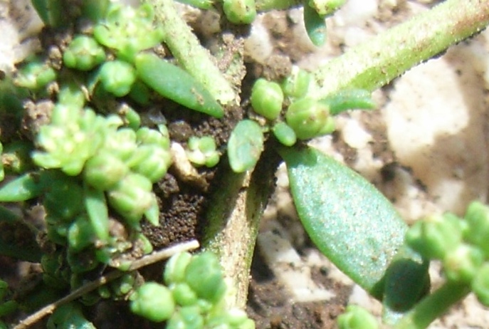 Matese - Herniaria glabra